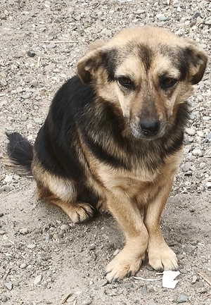 Ayla sucht ihre Menschen für immer