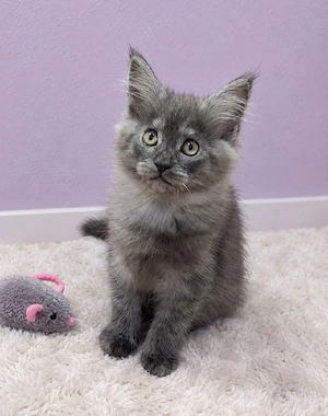 Maine Coon kitten abholbereit.