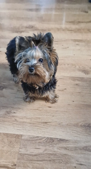 Süße Yorkshire-Terrier-Hündin