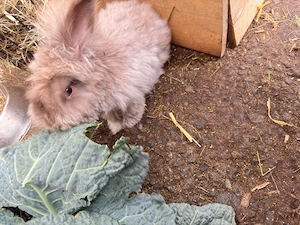 2 angora kaninchen 