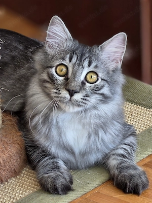 Hübscher Mischling Kater abzugeben. Kastriert. 