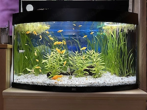180l Aquarium mit Mollies und L144 Ancistren zu verschenken