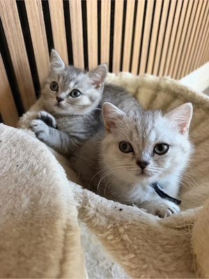 Nur 2 BKH Kitten Jungs dürfen ab Sofort Ausziehen 