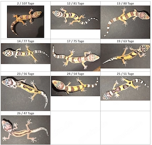Leopardgeckos - Bereit zur Abgabe