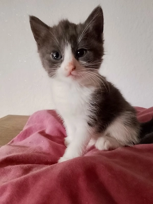 Zuckersüße kleine Katze sucht ein liebevolles Zuhause!     