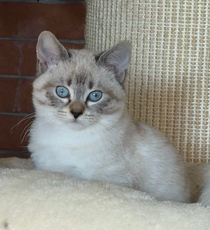Bengal  Heilige Birma Kitten - AUSZUGSBEREIT-