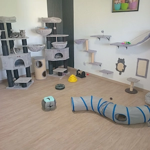 BKH 3Kitten(Jungen)zuverkaufen 