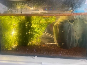  aquarium komplett 
