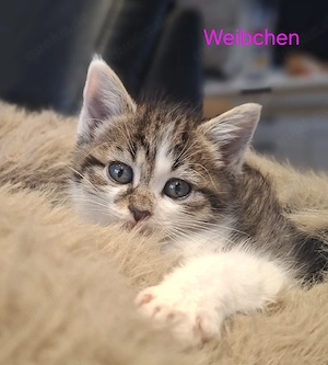 Heilige birma mix kitten 