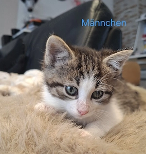 Heilige birma mix kitten 