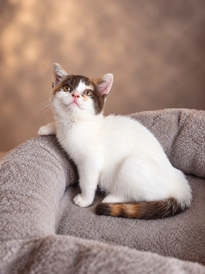 Britisch Kurzhaar Kitten Cinnamon Tortie White mädchen