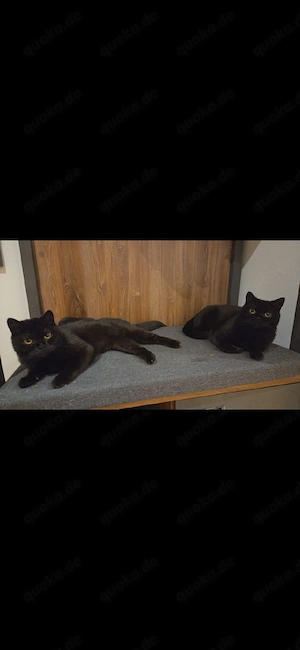 BKH-KATZEN suchen liebevolles Zuhause 