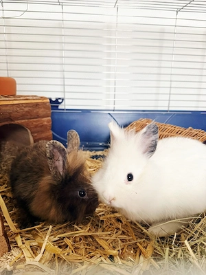 2 Junge, Männliche Löwenköpfchen Kaninchen mit Zubehör