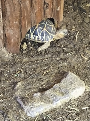 Indische Sternschildkröten zu verkaufen 