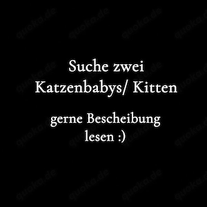 Suche Katzenbabys  Kitten