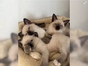 3 süße Siam Katzenbabys suchen ein Zuhause 