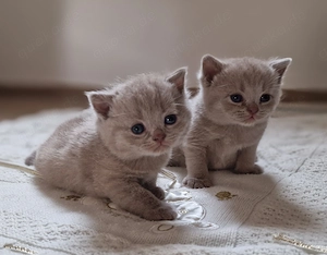 Reinrassige BKH katzenbabys lilac