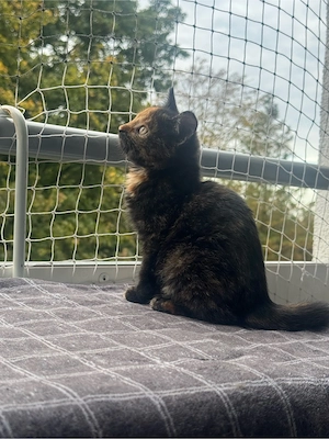 maine coon mix mischling mädchen 