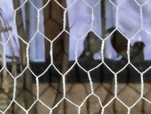 Ungefähr 10 Mövchen suchen dringend Zuhause 