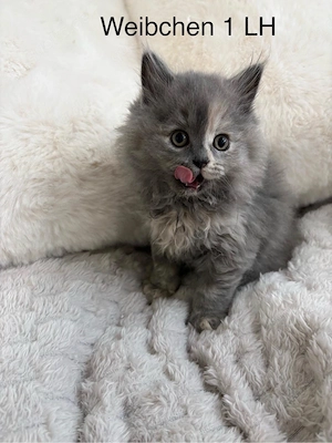 2 Wundervolle BLH kitten weibchen 