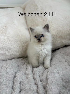nur noch 1 BLH weibchen 