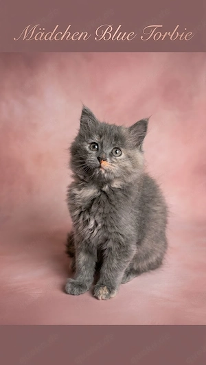 Maine Coon Kitten Blauserie 