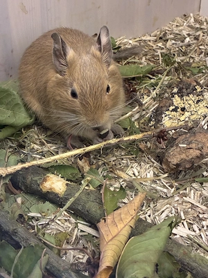   Sandfarbenes Degu-Männchen Elias (ca. 18 Monate) sucht ein liebevolles Zuhause