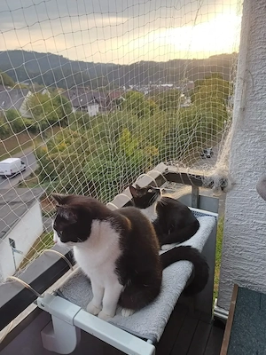 2 junge Kater suchen ein neues zu Hause (mit kompletten Zubehör), geimpft, gechipt & kastriert