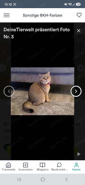 BKH Golden shaded Katze abzugeben