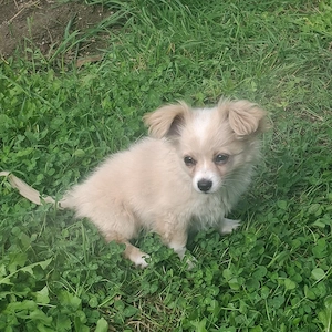 Chihuahua Hündin 