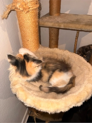 main coon mädchen sucht noch ein zuhause
