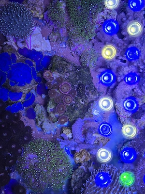 Zoanthus Utter Chaos