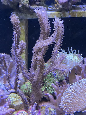 meerwasser gorgonie plexaura flexuosa 