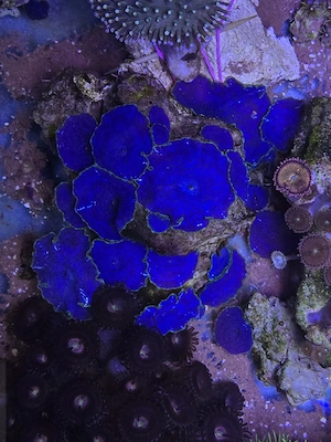 Blaue Scheibenanemonen Stein Meerwasser Koralle