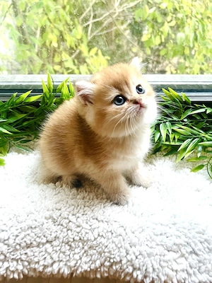 Reinrassige goldene BKH Kitten von Champion Eltern 