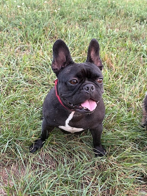 Französische Bulldogge 