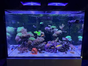 Beckenauflösung Meerwasseraquarium