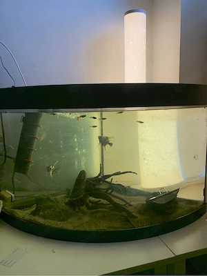 Juwel Trigon 190 Eckaquarium mit Guppys, 2 Skalaren und Luftpumpe