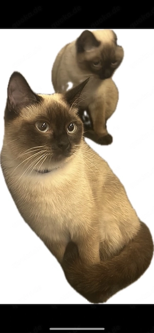 Katze Siam