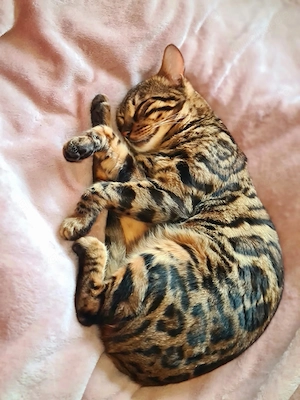 Bengalkater sucht liebevolles Zuhause