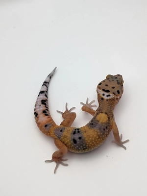 Eublepharis macularius -Leopardgecko