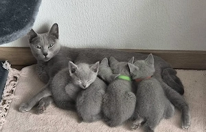 Russisch blau Reinrassige Kitten 