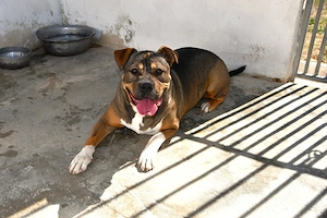 Der liebe Sansone sucht dringend ein Zuhause