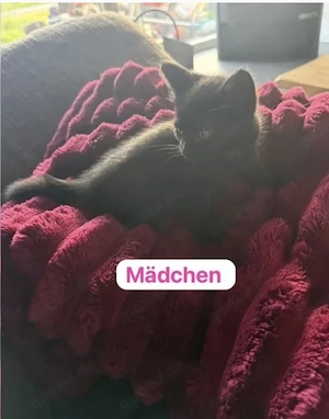 Unsere super süßen Schoko Babys 