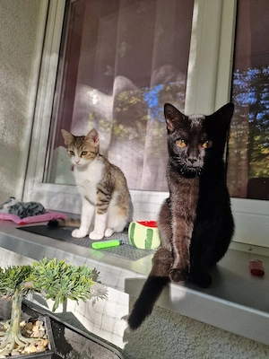 Katzen abzugeben