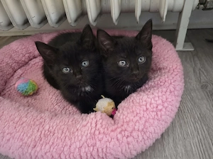 Katzen babys Kitten 