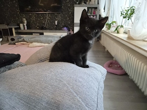 Katzenbaby  Kitten 