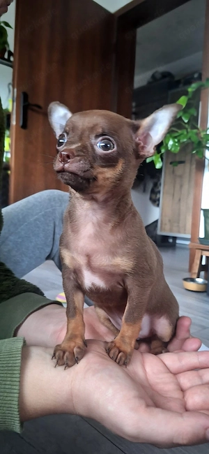 Welpe Chihuahua Schoko Tan Rüdw