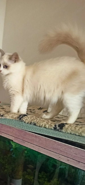 Ragdoll Kitten  