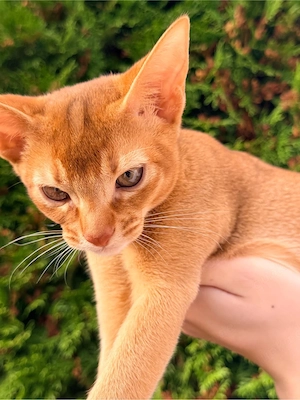 Abessinier kitten mit stambaum